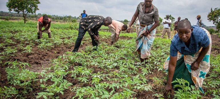 صندوق المناخ الأخضر يمول مشروع في مالاوي لتعزيز الأمن الغذائي <h2 src=