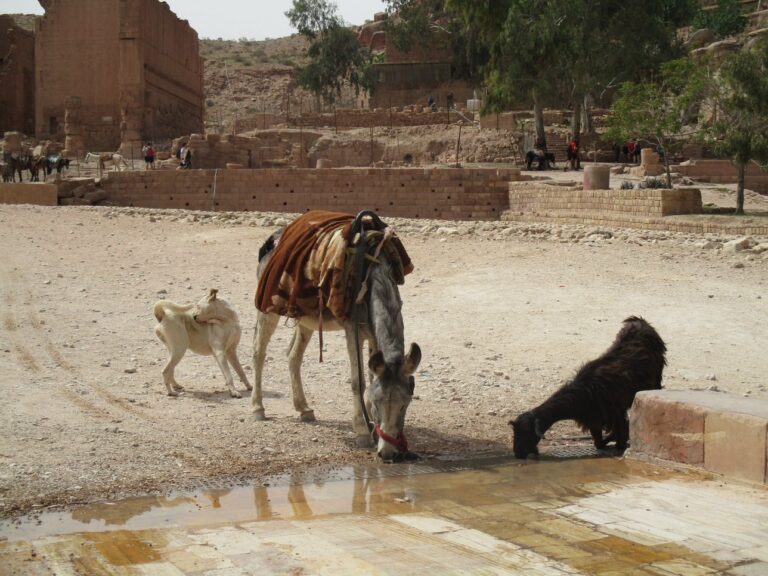 بنك الاستثمار الأوروبي يقدم أكبر تمويل لتحسين توافر المياه في الأردن