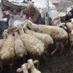 مربو الماشية في غزة يستقبلون مساعدة