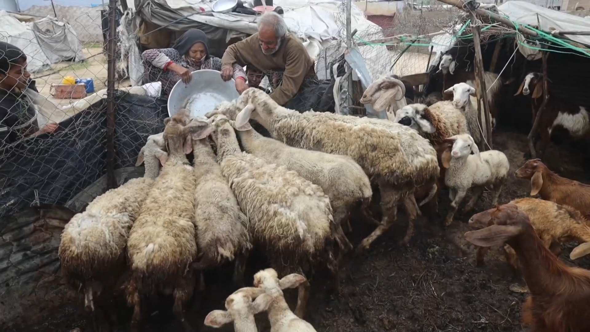 مربو الماشية في غزة يستقبلون مساعدة