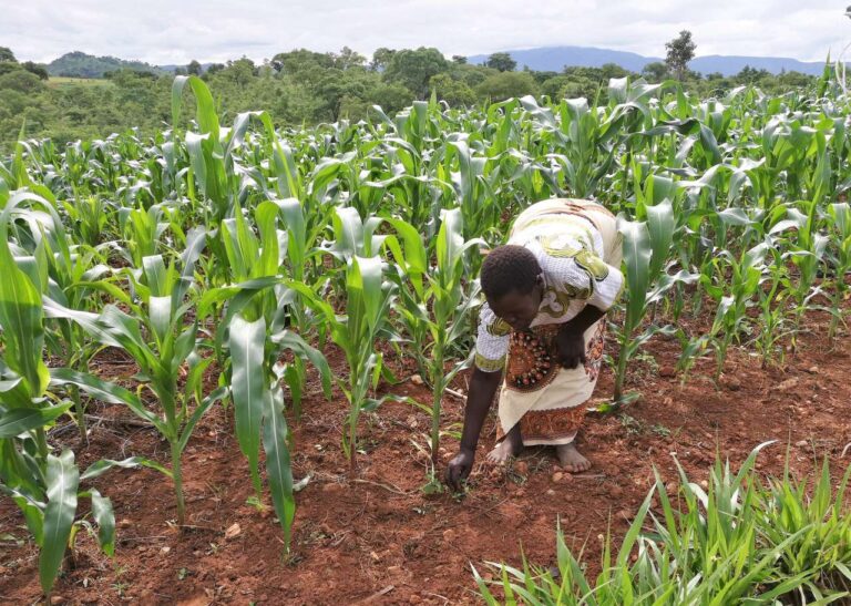 زراعة الذرة في منطقة أفريقيا جنوب الصحراء الكبرى مهددة