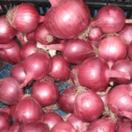 زيادة إنتاج البصل المصري 30%