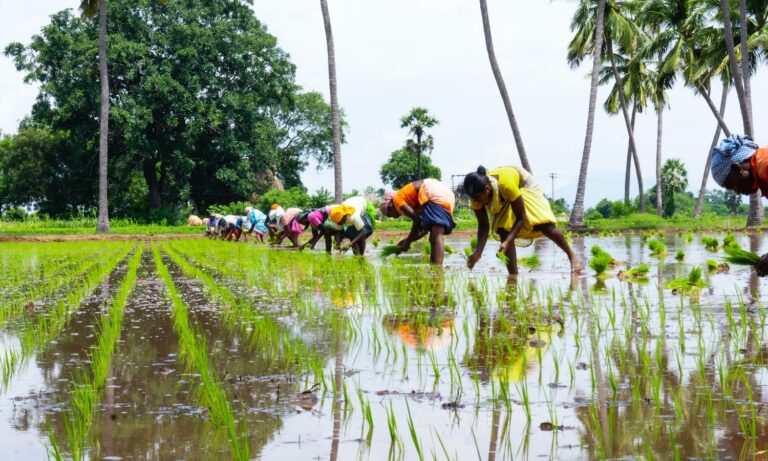 الفجوة بين الجنسين في الأنظمة الزراعية كبيرة