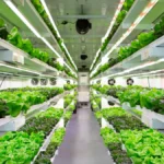 إمكانية تحسين استهلاك الطاقة في الزراعة الداخلية باستعمال الذكاء الاصطناعي