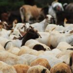 طاعون المجترات الصغيرة من أمراض الحيوان الخطيرة