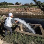 استنباط أصناف جديدة من التقاوي في مصر