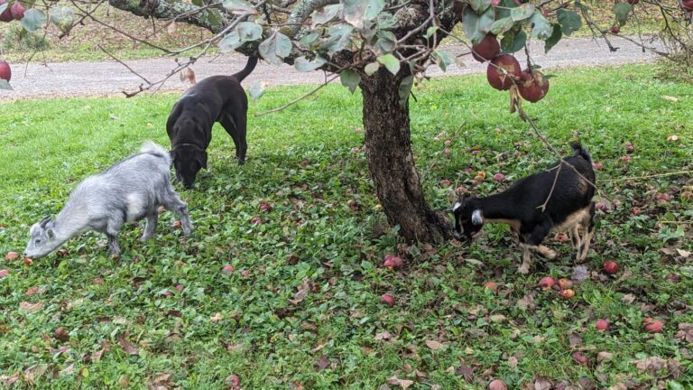 الماعز السعيد في أميركا منظمة تحارب حرائق الغابات بالماعز