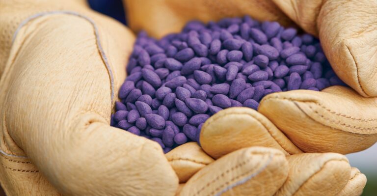 البذور المطلية بالمبيد الحشري النيونيك قد تكون خطر على صحة الإنسان