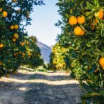 الحمضيات في إسبانيا تواجه كارثة الفيضانات