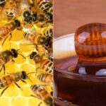 خفض المضادات الحيوية للنحل في غانا