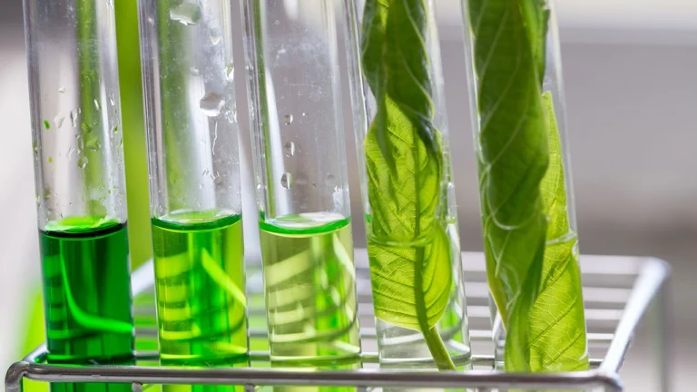 أحد أنواع البلاستيك الحيوي