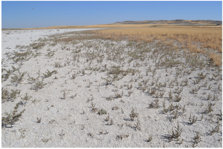 التربة المتأثرة بالملوحة