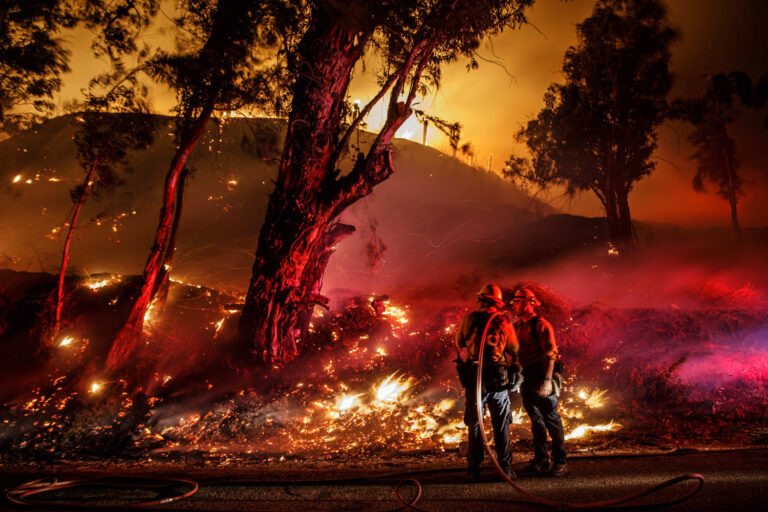 حرائق الغابات في لوس أنجلوس تحرق الأفوكادو والليمون