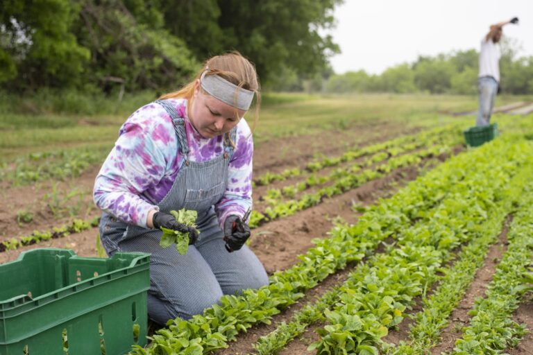 معاناة المزارعين الأميركيين تبدأ مع حقبة ترمب الجديدة