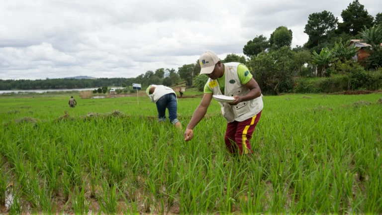 توسع زراعة المحاصيل في مدغشقر