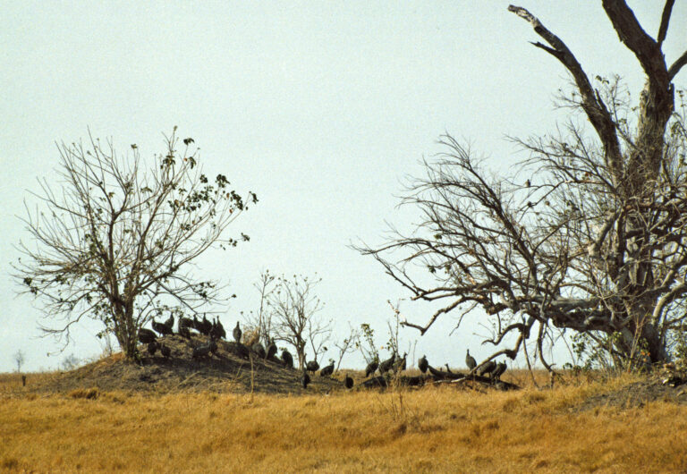 أزمات الغذاء تتزايد مع ارتفاع الحرارة