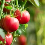 مذاق الطعام يتغير مع تغير المناخ