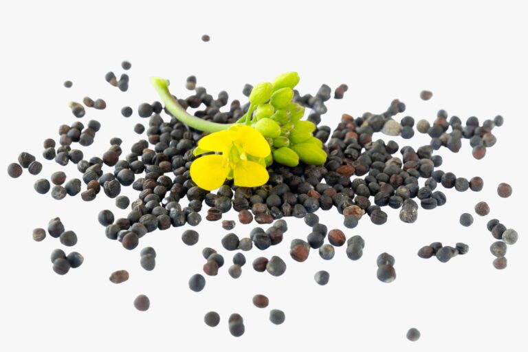 أزمة تواجه الكانولا الكندية