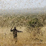 الجراد الصحراوي يهاجم أحد الحقول