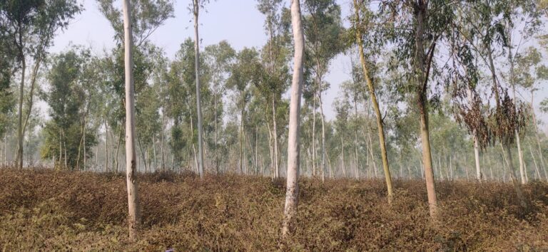 صناعة السماد العضوي في نيبال من أوراق الغابات