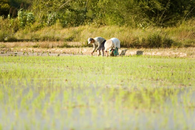 زيادة الزرنيخ في الأرز مع ارتفاع الحرارة