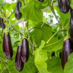 نضج الفاكهة والخضروات البريطانية قبل الأوان