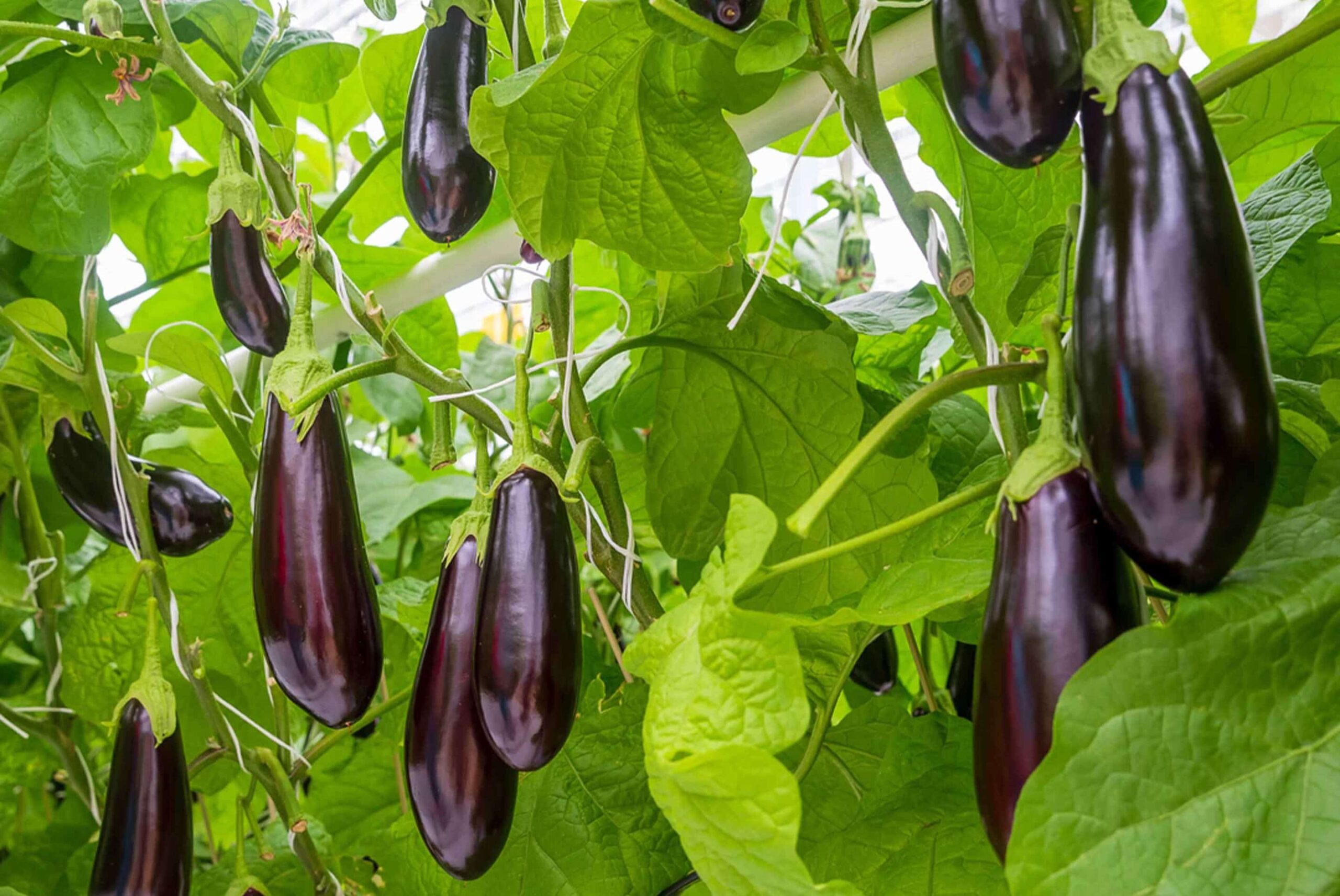 نُضج الفاكهة والخضراوات البريطانية قبل أسابيع من المعتاد بسبب دفء مايو