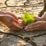 الفاو تفوز بجائزة في زيمبابوي