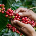 افتتاح مصنع أوفي لإنتاج القهودة سريعة الذوبان
