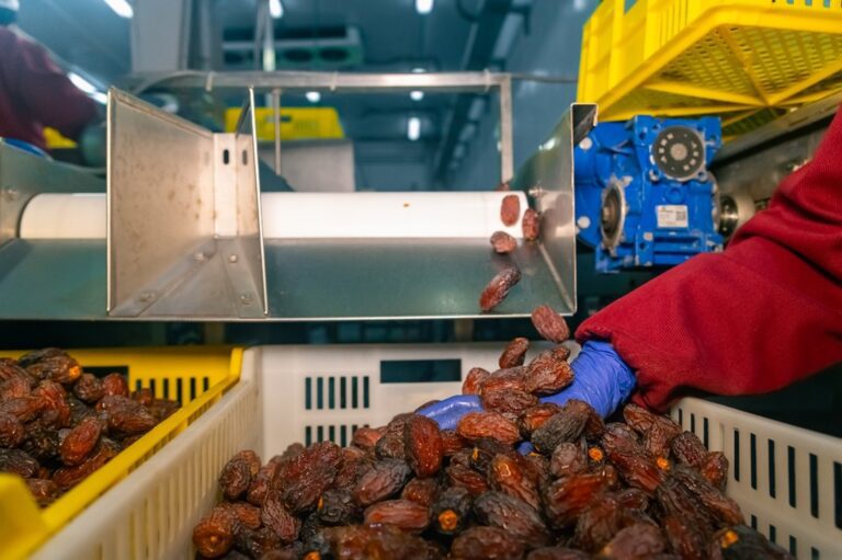 صناعة التمور المصرية تواجه مشكلات هدر الإنتاج