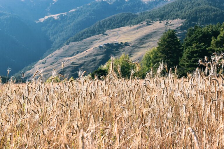 القمح المحلي الجورجي يختفي تدريجيًا