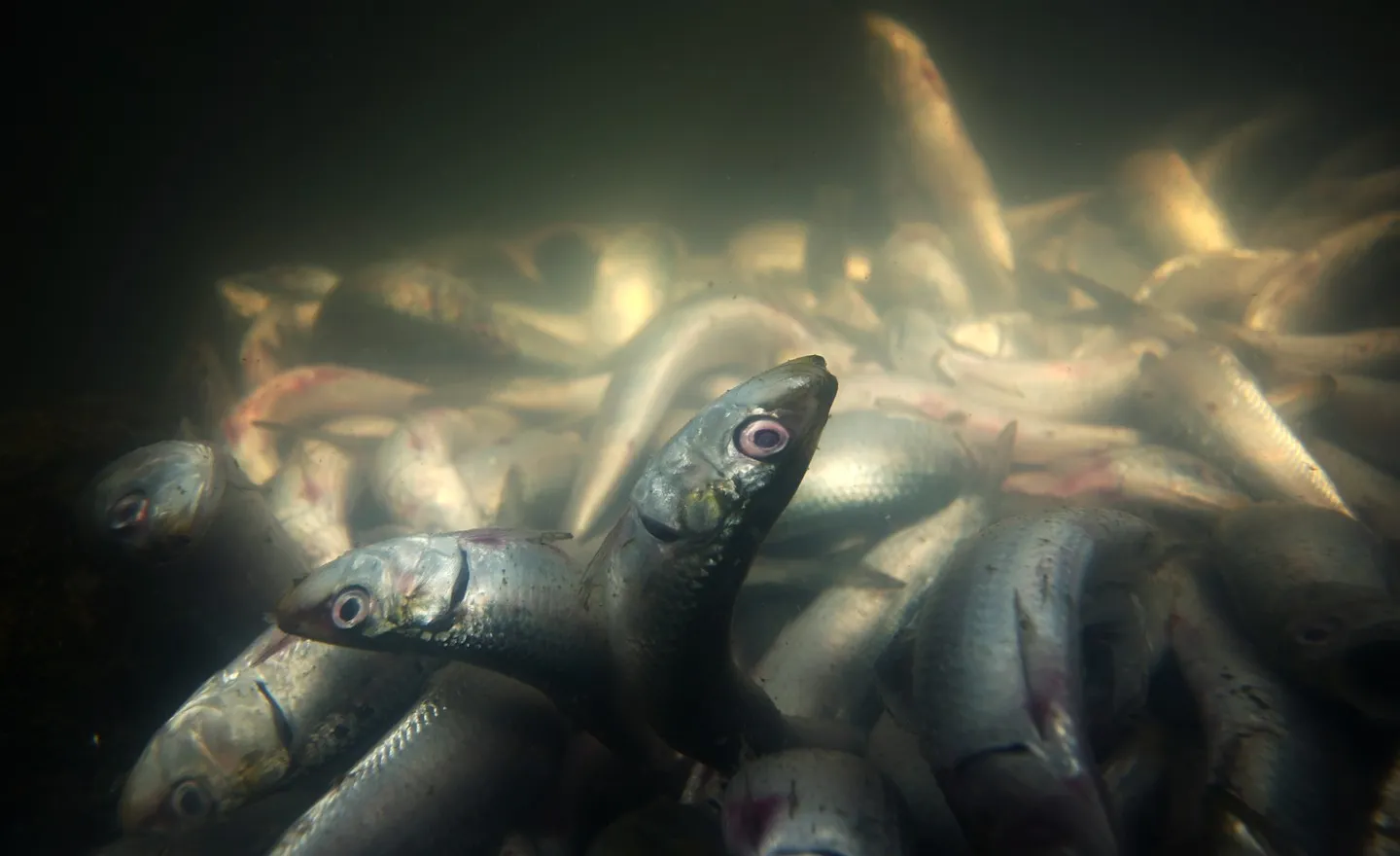 نفوق أسماك مزارع بحيرة المنزلة المصرية