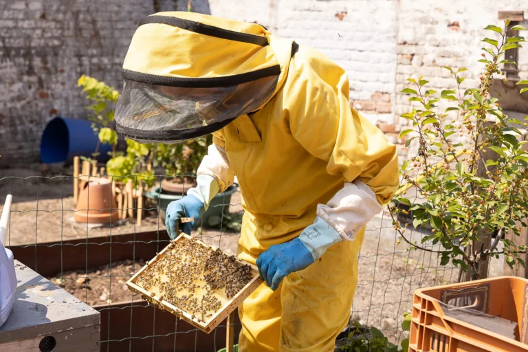 نحل العسل يتناقص بسبب تغير المناخ