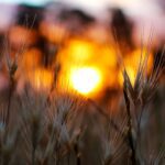 إمدادات الغذاء الأسترالية تواجه تحديات المناخ