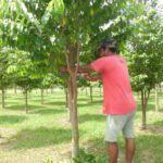أساليب التقليم الصينية ترفع إنتاجية المانجو