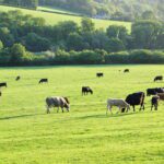 مؤشر أسعار الغذاء في أكتوبر 2025 ينخفض لكن لحوم الأبقار ترتفع