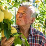 ليمون أمالفي يُزرع على مصاطب في إيطاليا