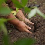 زراعة شتلات لاستعادة الغابات البرازيلية