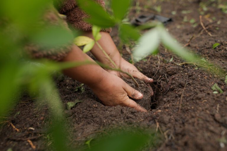 زراعة شتلات لاستعادة الغابات البرازيلية