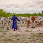 إعلان 2026 السنة الدولية للمراعي والرعاة