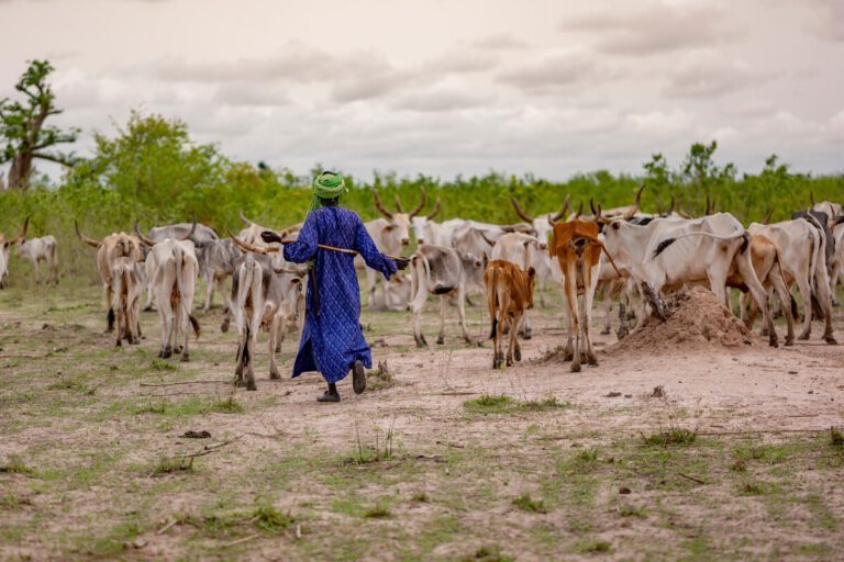 إعلان 2026 السنة الدولية للمراعي والرعاة